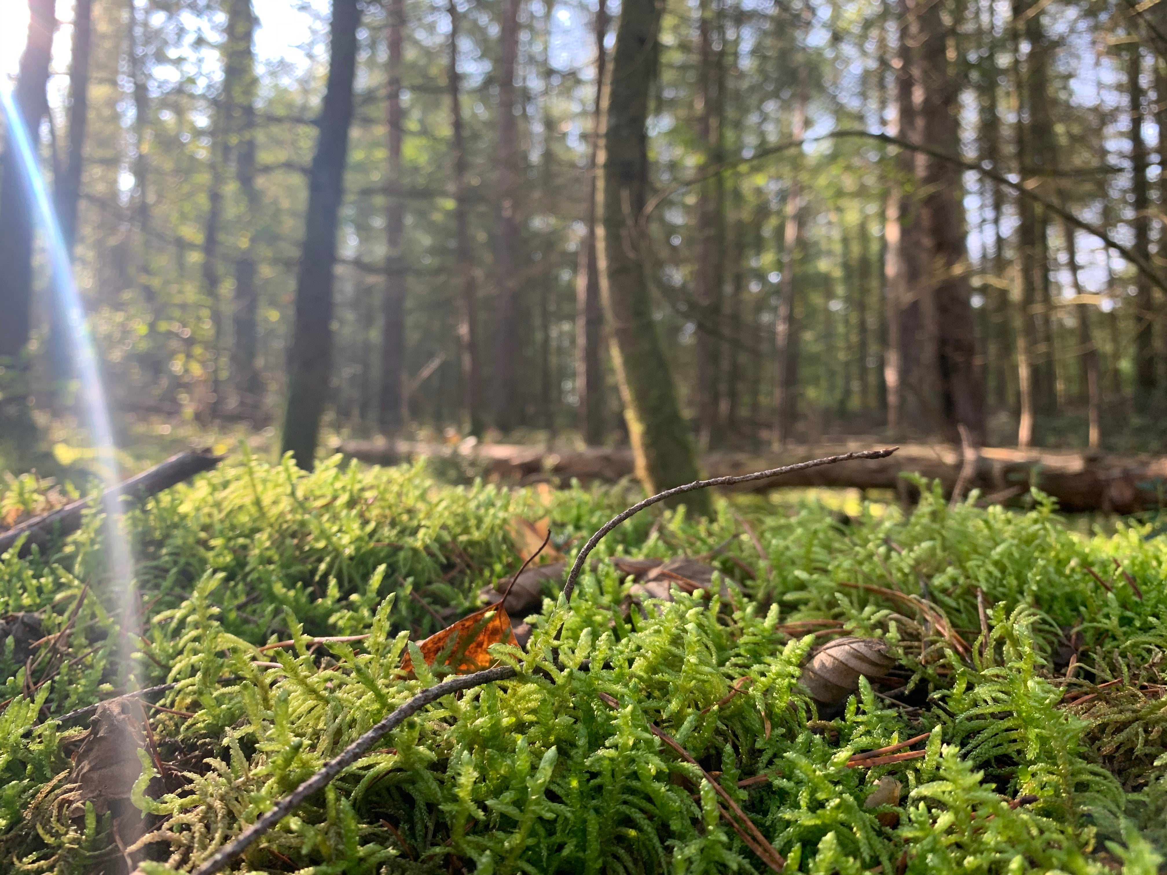 Atme dich frei Titelbild im Wald